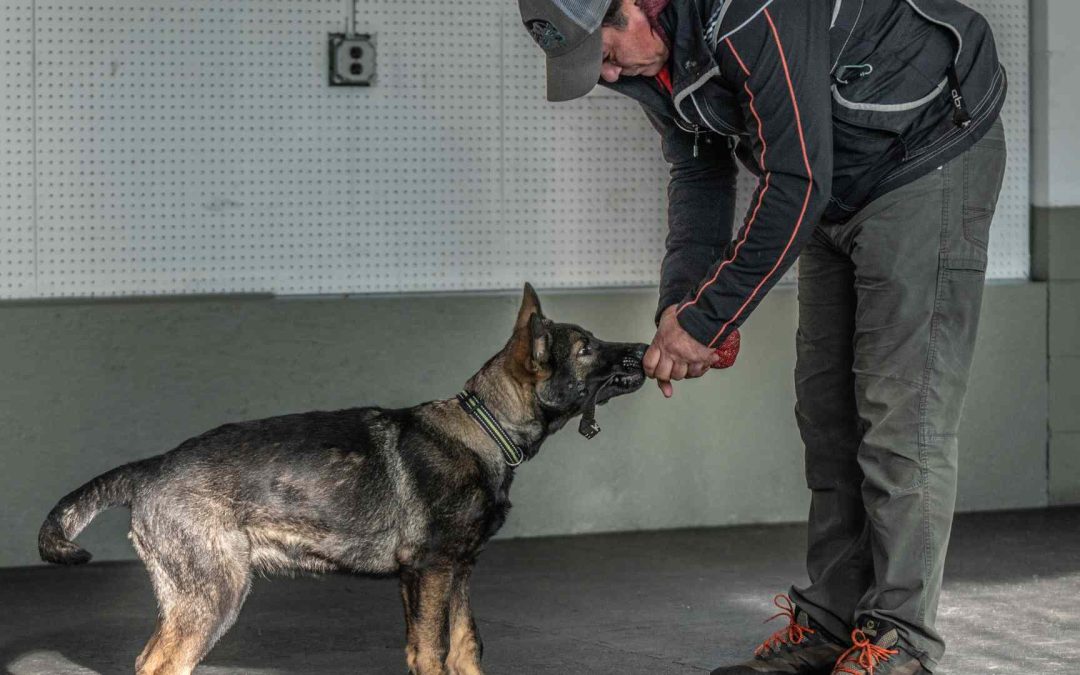 Research on hiring the best dog trainer in New Jersey