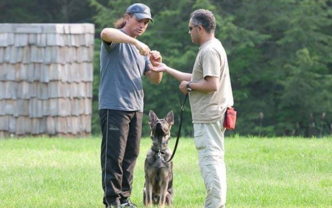 The True Cost of Dog Training in Delaware